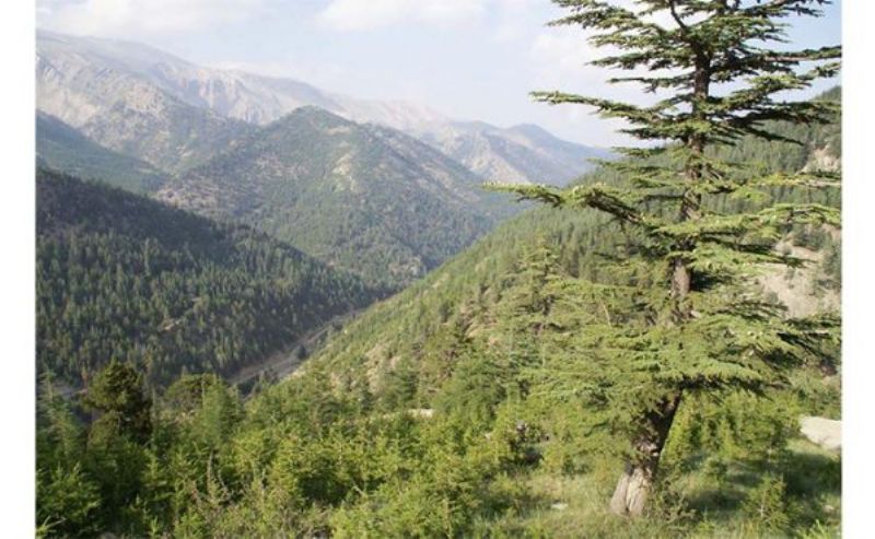 Mersin�de ormanl�k alan s�n�r� daralt�ld�