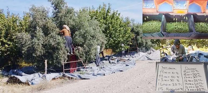 Mut�ta zeytin hasad� ba�lad�, �retici fiyatlara tepki g�sterdi