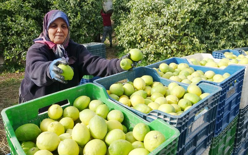 Limon ithalat�na kap� a��ld�!