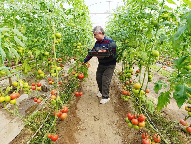 Mersin�de domates �retimine y�zde 50 destek