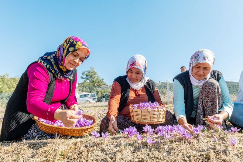 Yeniehir, safran retimini arttrma peinde ...