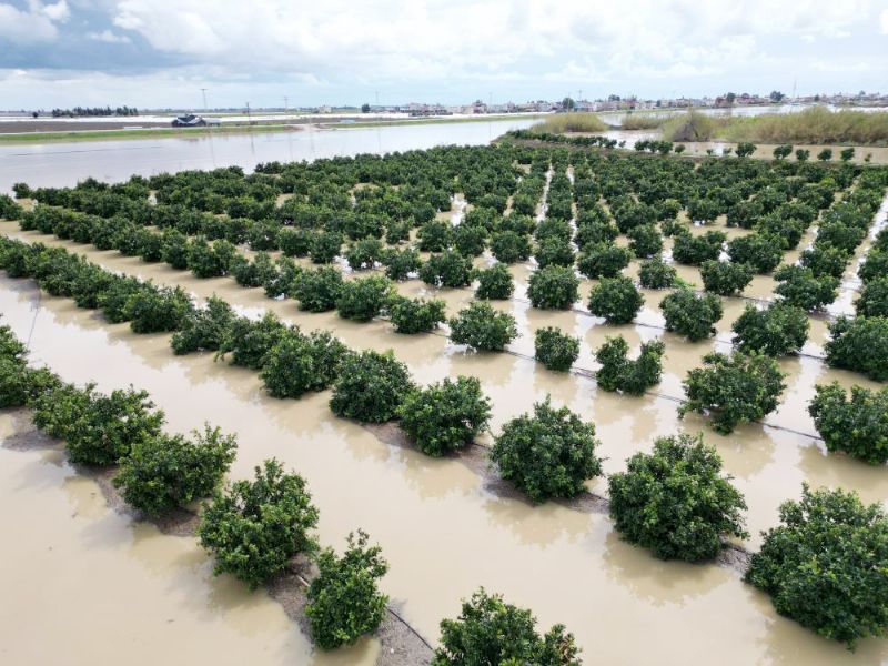 Binlerce d�n�m arazi sular alt�nda