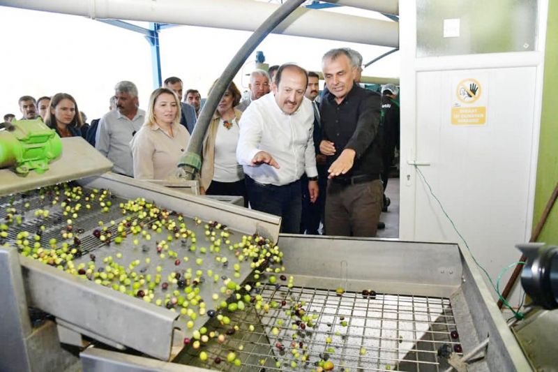 Vali Pehlivandan  zeytin tesisi incelemesi...