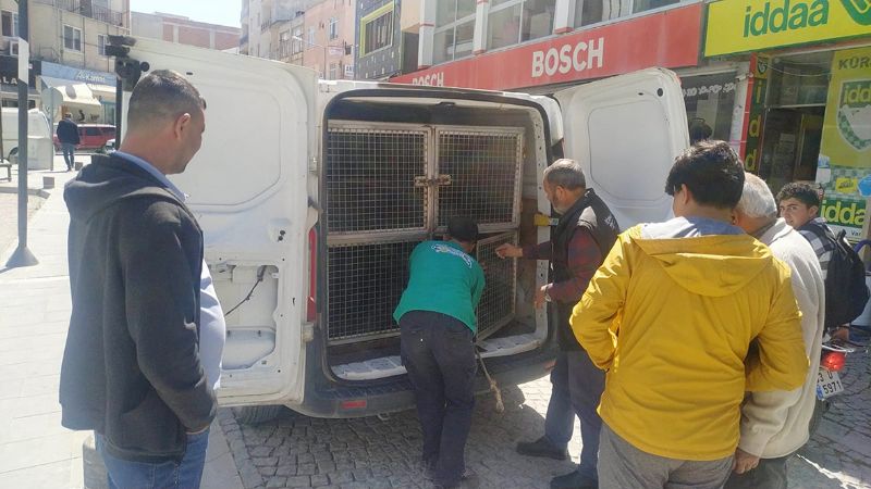 Sokak kpekleri belediye alann srd...