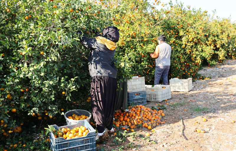 MERS�N TARIMINDA �YEVM�YE� GER�L�M�!