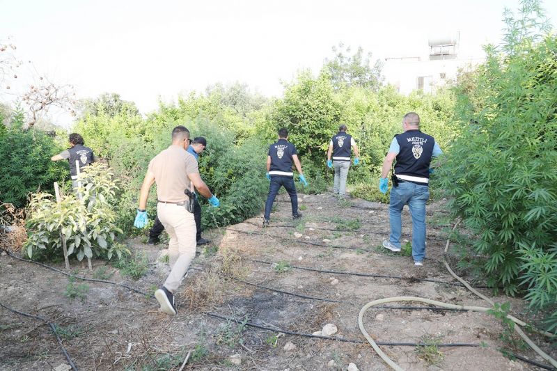 Limon bahesinde uyuturucu yetitirirken yakaland...