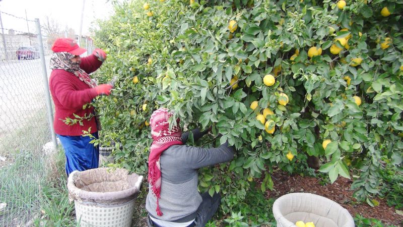 Limon destek bekliyor ...