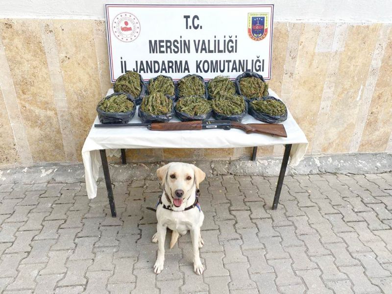 Mersinde 24 kilo skunk ele geirildi...