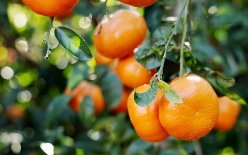 Mandalina �retim krizi TBMM g�ndeminde