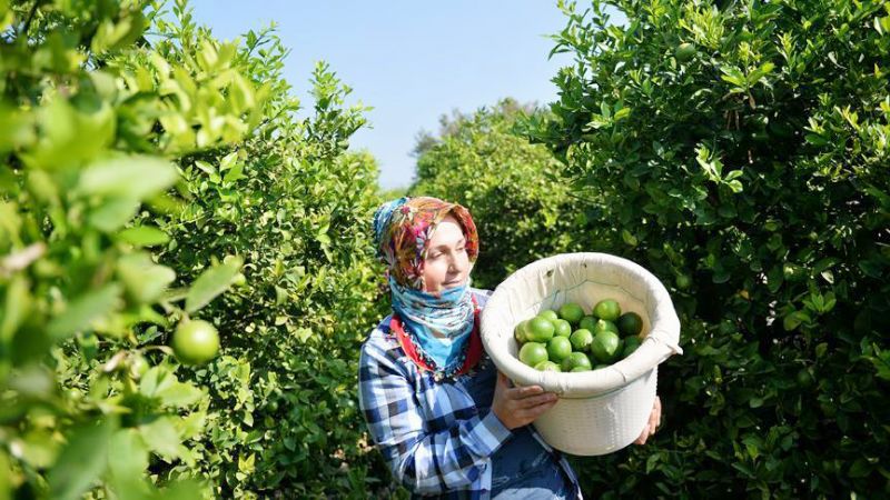 Limon, kara kara  dndryor!...