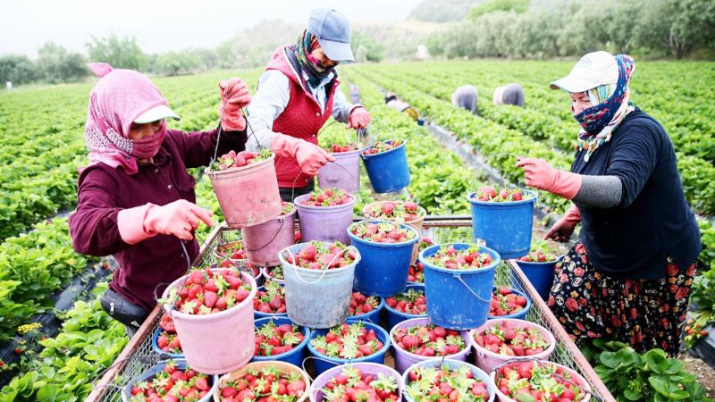 ��thalat lobilerine de�il �reciye sahip ��k�lmal��