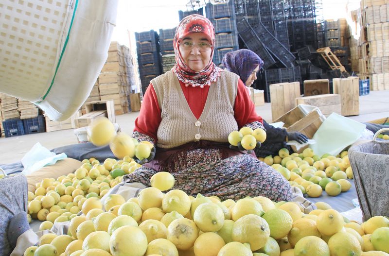 Bahede para etmeyen limon markette ek yakyor!...