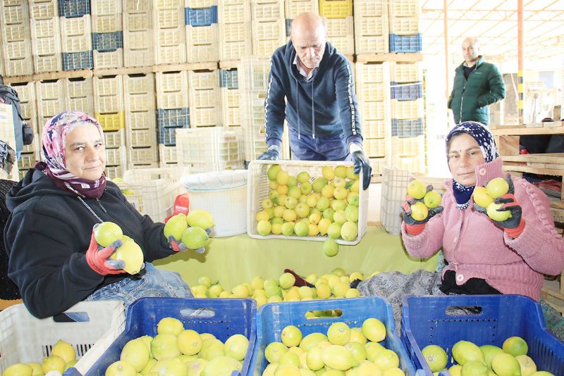 Limon �reticide 10, markette 85 lira!