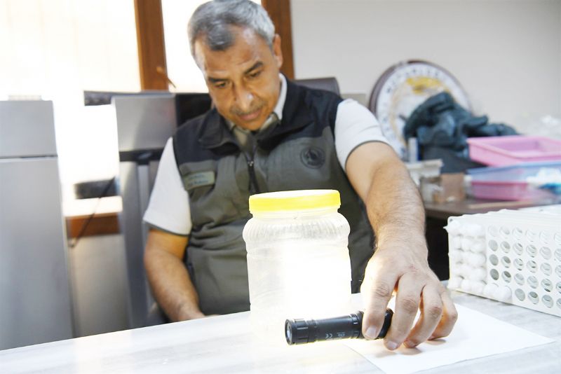 Mersin ormanlar� biyolojik m�cadele ile korunuyor