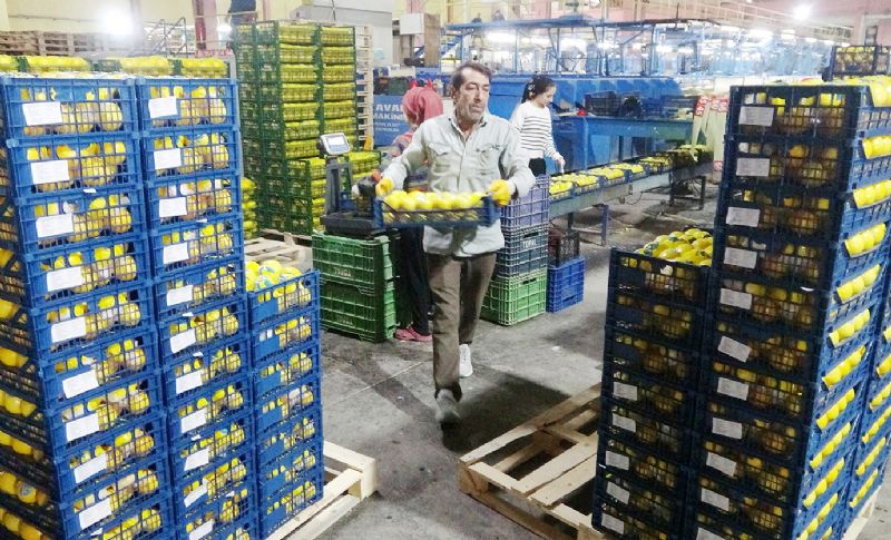 Limon �reticisinin umudu ihracat