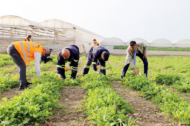 Akdenizde maralfalfa  bitkisi elikleri yeerdi...