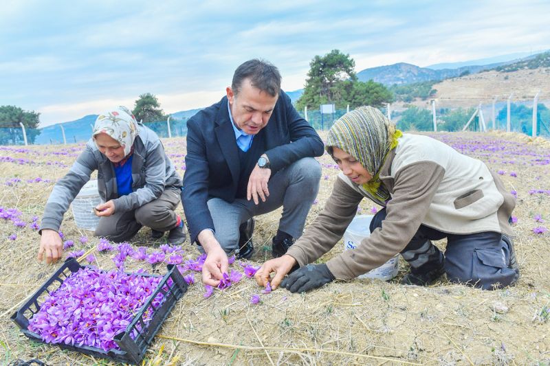 Dnyann en pahal baharat Yeniehirde yetitiriliyor...