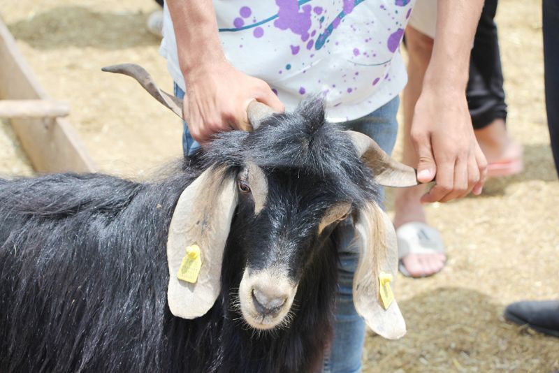 Mersin kurbanl�kta T�rkiye ortalamas�n� a�t�