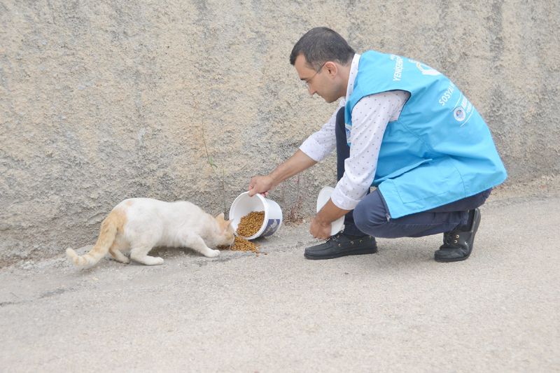 Yeniehir, sokak hayvanlarn yalnz brakmyor...